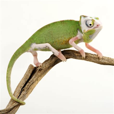 Veiled chameleons will reach adult size in 912 months under ideal conditions; upgrade your habitat size as your reptile grows. . How much is a chameleon petco
